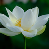 清月蓮