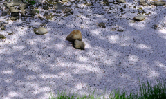 水の上にびっしりと