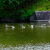 水上走り４