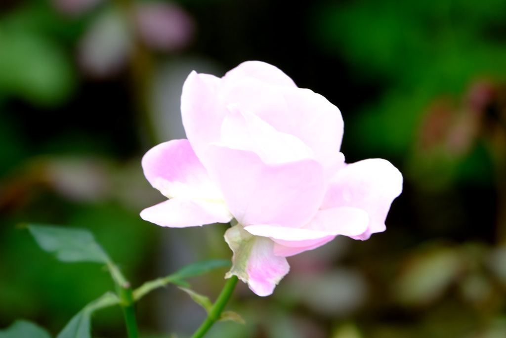 花ぼんぼり（日)