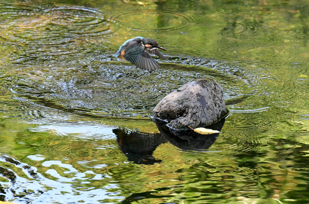 カワセミの水浴び (9)