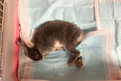 寝たきりでもまだ食べられていた頃