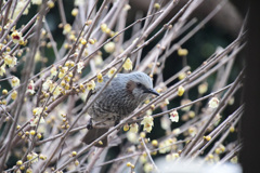 ヒヨドリが来た