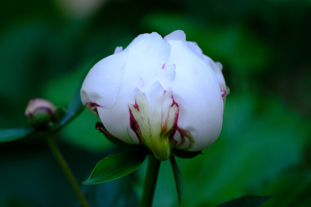 庭約薬４