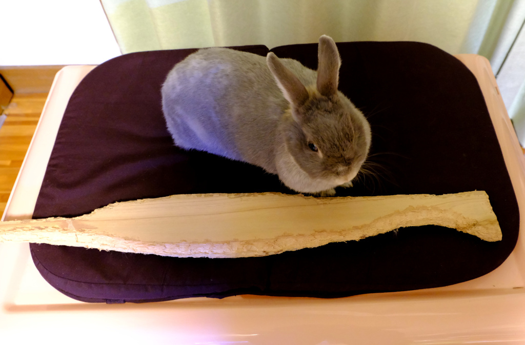 ポロリ彫刻2