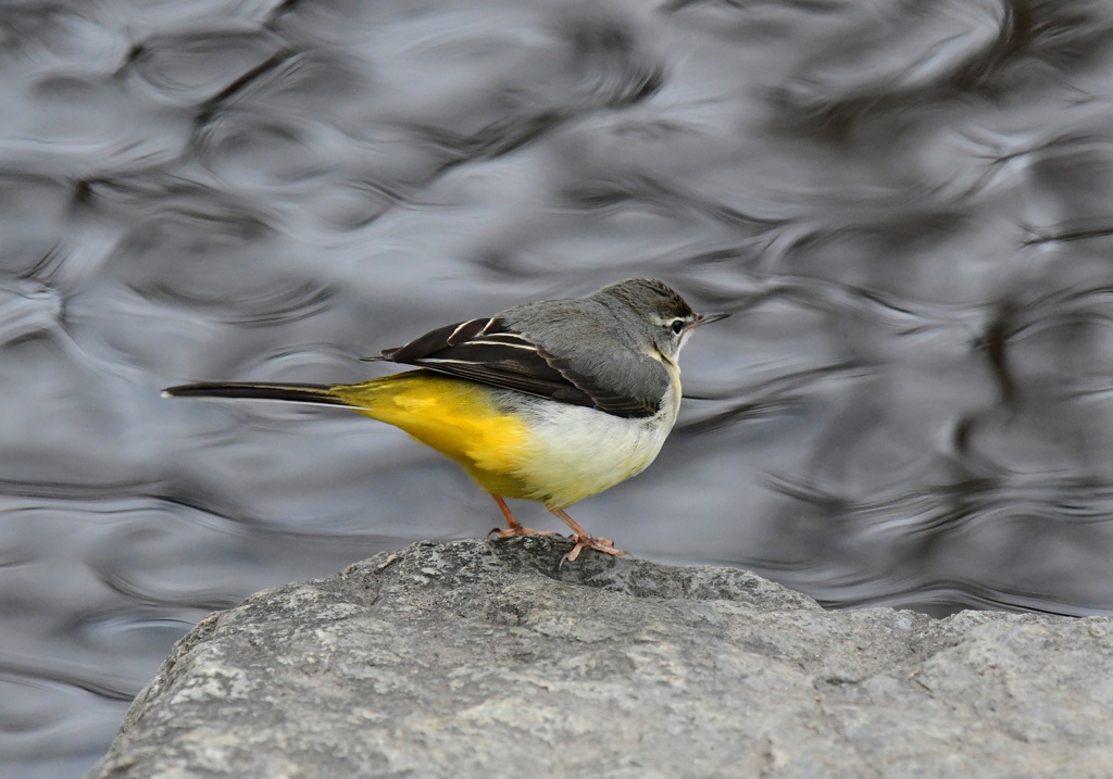 波紋を見つめる