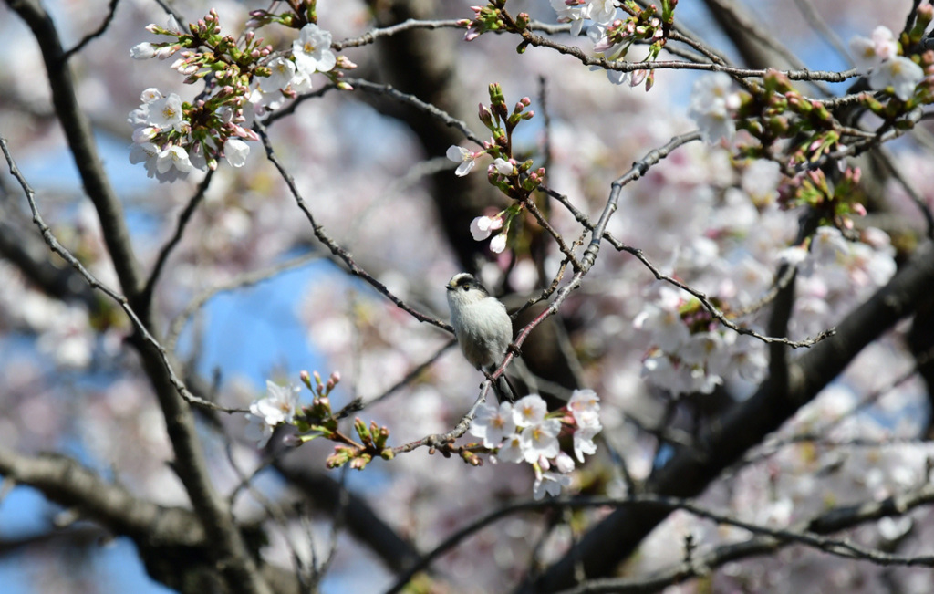 桜エナガ