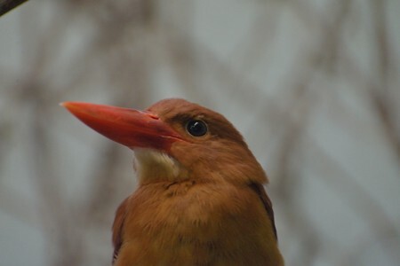 アカショウビン