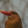 アカショウビン
