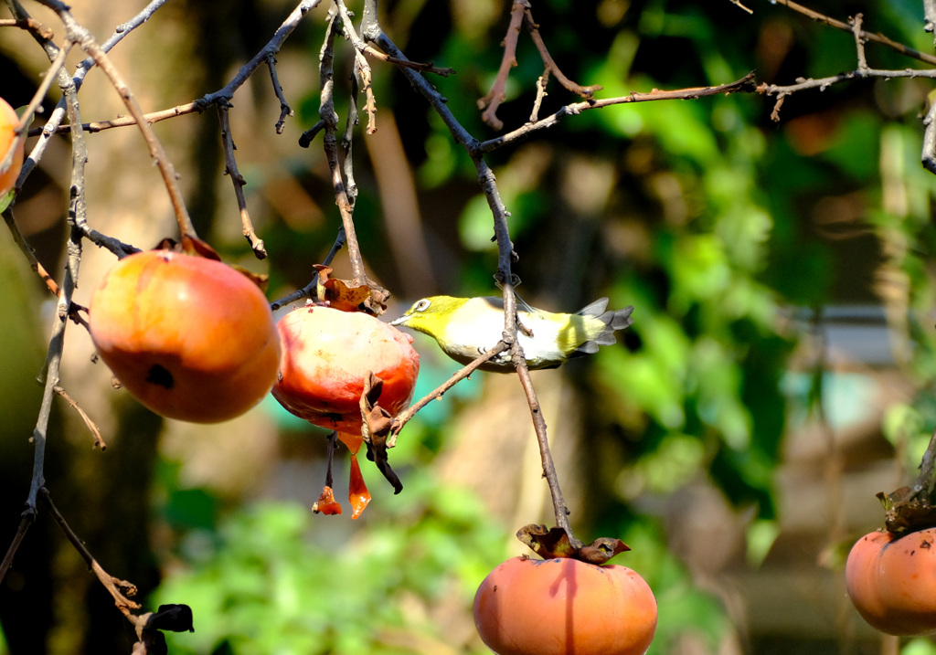 これがいいかな？