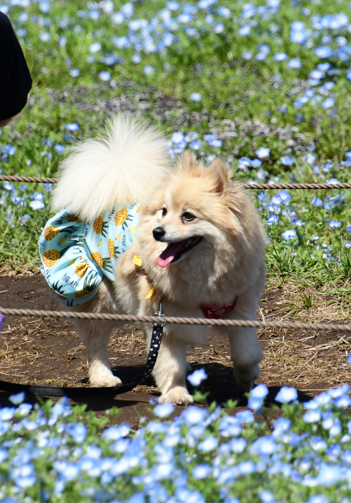 狭いとこはきらいだわん