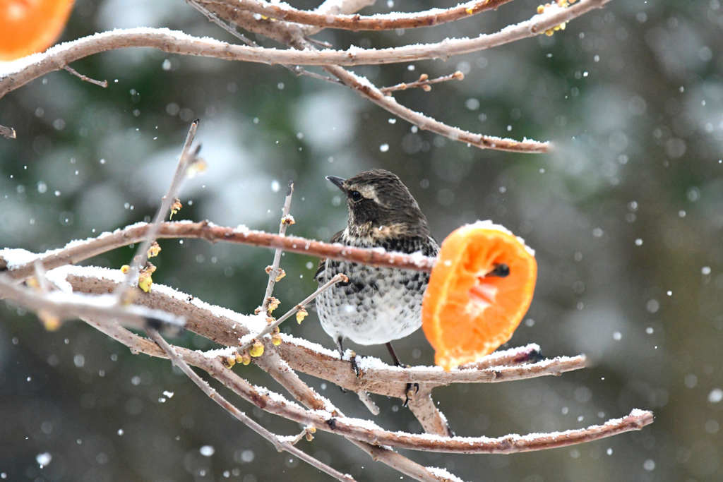 雪の珍客１