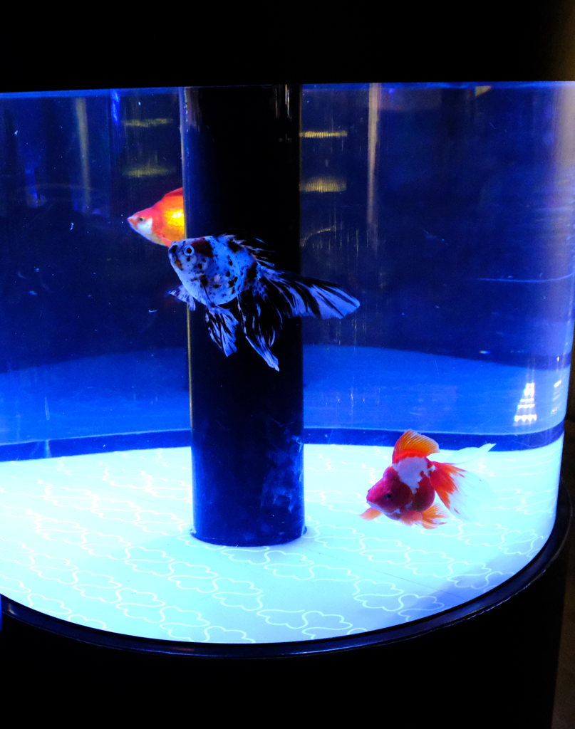 金魚