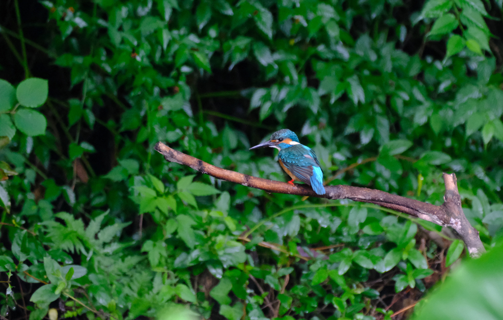 カワセミ成鳥オスでした