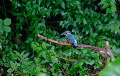 カワセミ成鳥オスでした