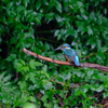 カワセミ成鳥オスでした