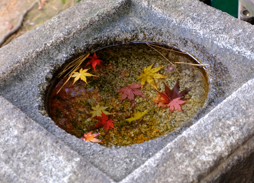 落ちて浮かびやがて沈む