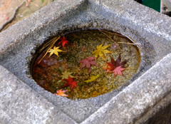 落ちて浮かびやがて沈む