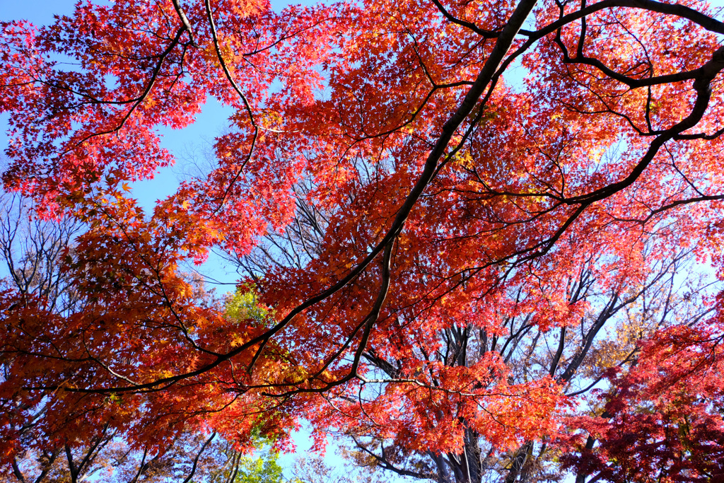 紅葉1