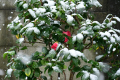 雪の朝