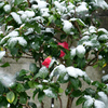 雪の朝