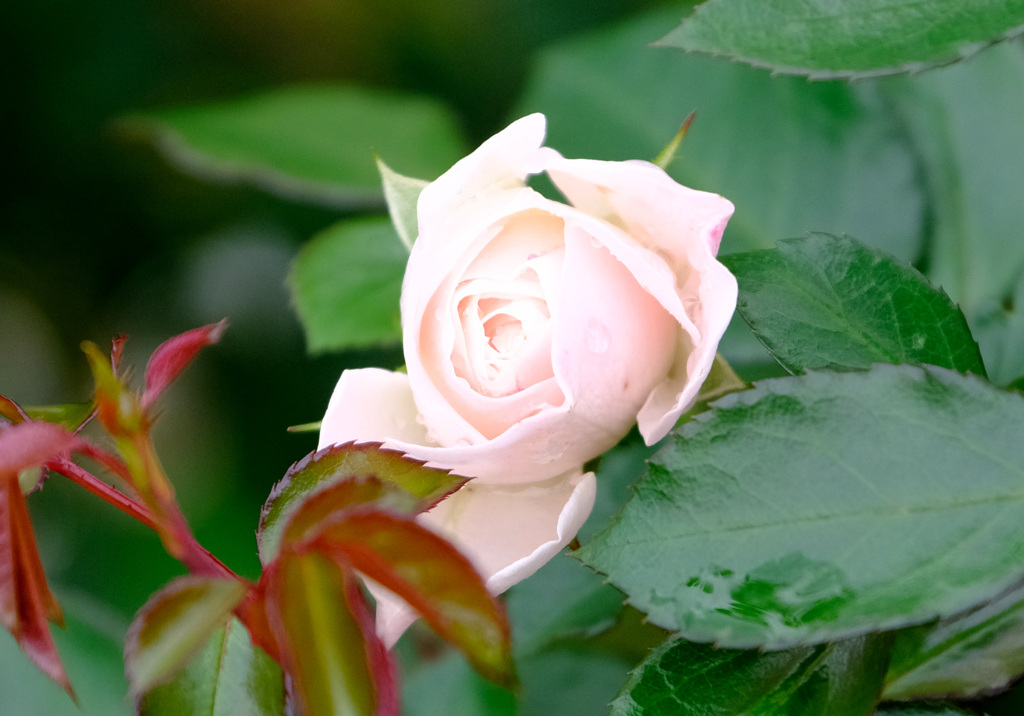 ブライダルティアラ（米)