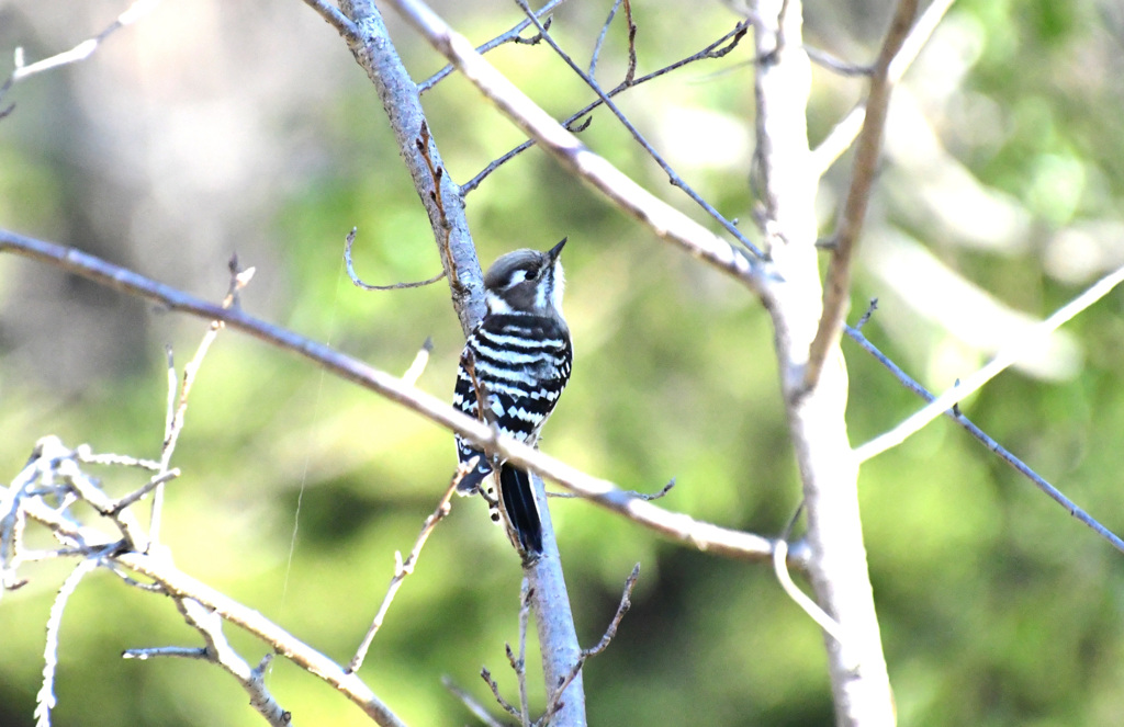あどけなく見える