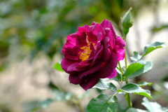 ロイヤルセレブレーション（米）