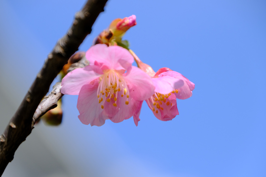 庭河津開花３