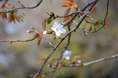 山桜