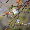 山桜