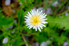 白花タンポポ
