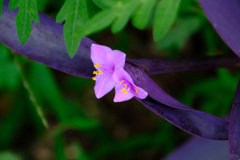 ムラサキゴテン