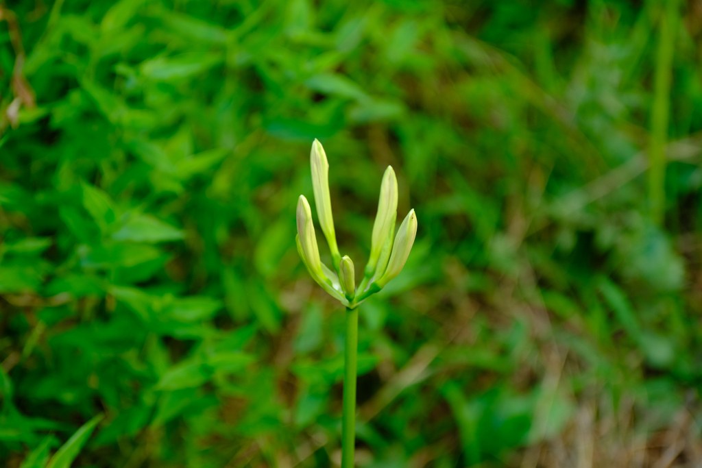 18日白花