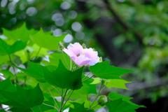 芙蓉を見上げる