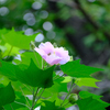 芙蓉を見上げる
