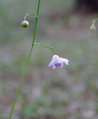 蓮華升麻３