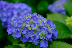 青紫陽花
