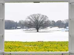 3月8日の雪