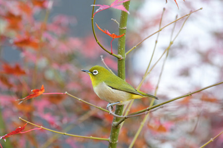 【参考】メジロ