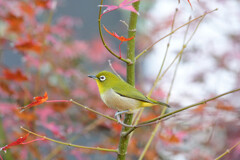 【参考】メジロ