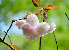 玖島桜