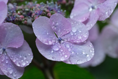 庭の紫陽花５
