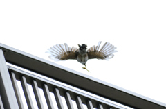 トンボ捕った