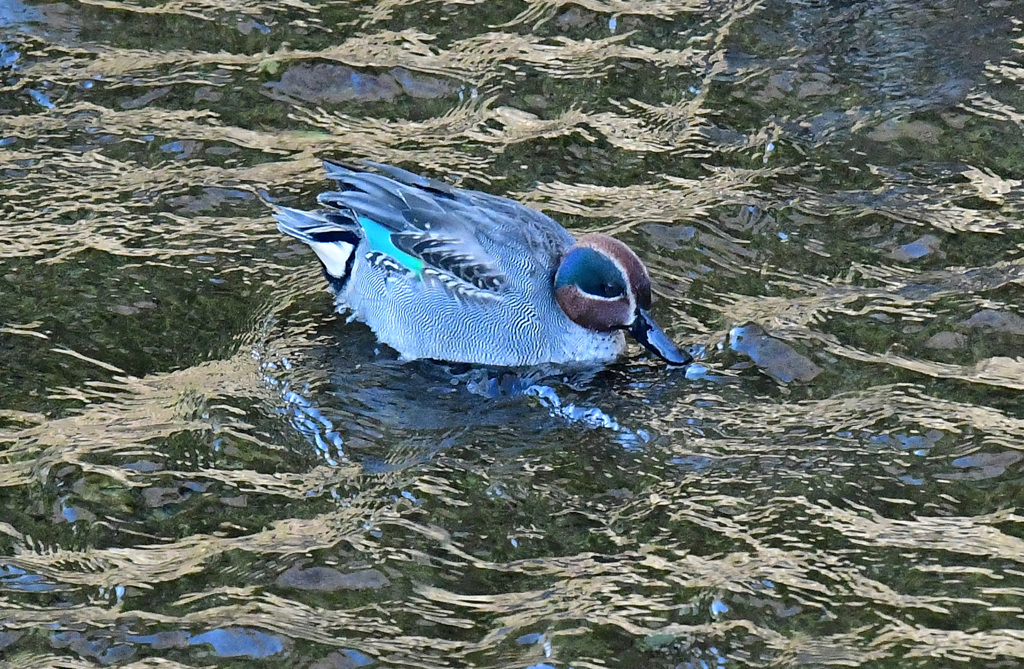 大トリミングして