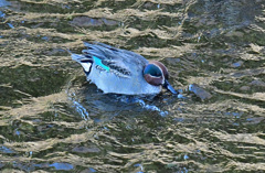 大トリミングして