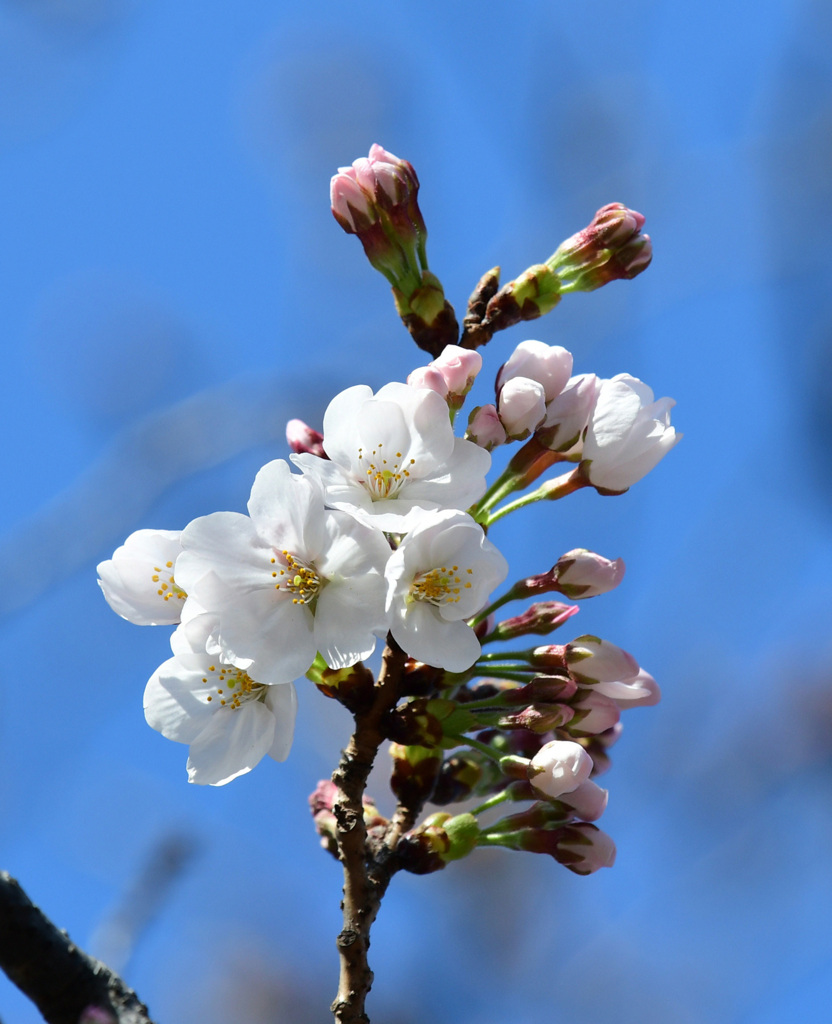 3月15日の朝３