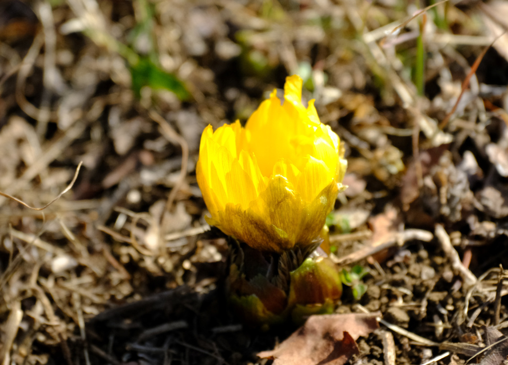 フクジュソウ一輪