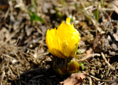 フクジュソウ一輪