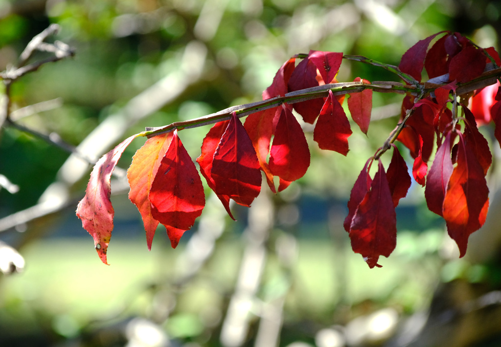 ニシキギの紅葉3